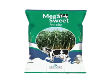 Mega Sweet Fodder Sorghum Seeds