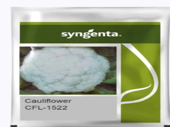 Cauliflower Hybrid CFL 1522- 10 gm