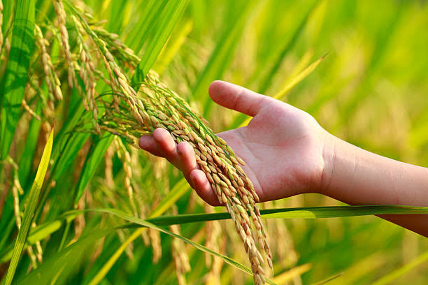Harvesting Change: Navigating the Current Dynamics of India's Paddy and Grains Market
